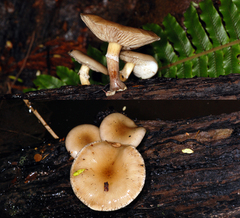 Armillaria novae-zelandiae
