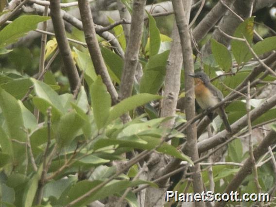 Moluccan Flycatcher