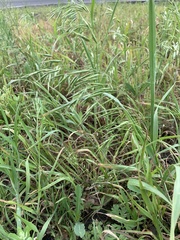 Bromus tectorum