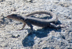 Karusasaurus polyzonus