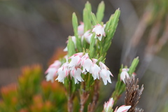 Erica dianthifolia