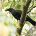 Sulawesi Crow - Photo (c) Scott Bowers, some rights reserved (CC BY-NC), uploaded by Scott Bowers