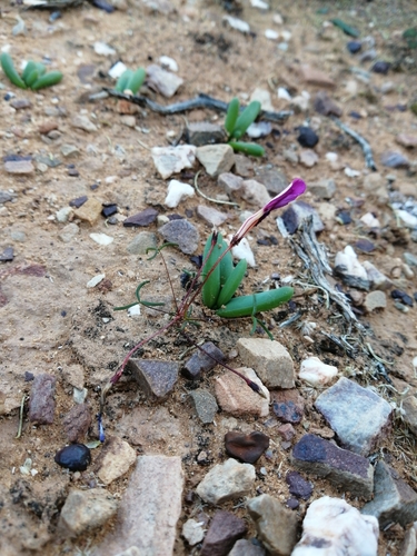 Image of Oxalis leptogramma by (c) Danie Palm, some rights reserved (CC BY)