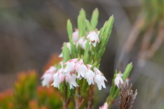 Erica dianthifolia