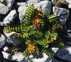 Anisotome pilifera