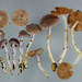 Cortinarius lubricanescens - Photo (c) Jerry Cooper, alguns direitos reservados (CC BY), uploaded by Jerry Cooper