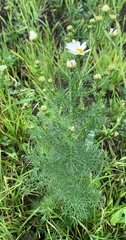 Tripleurospermum inodorum