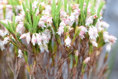 Erica dianthifolia