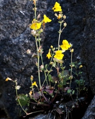 Erythranthe microphylla