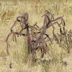 Cylindropuntia thurberi versicolor
