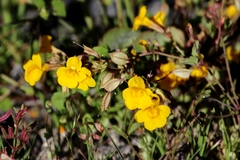 Erythranthe microphylla