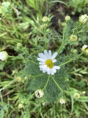 Tripleurospermum inodorum