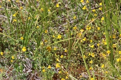 Erythranthe microphylla