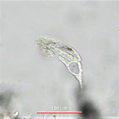 Cephalodella megalocephala