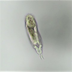 Cephalodella megalocephala