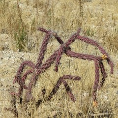 Cylindropuntia thurberi versicolor