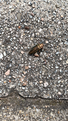 Dicerca berolinensis