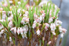 Erica dianthifolia