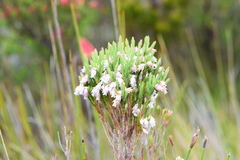 Erica dianthifolia