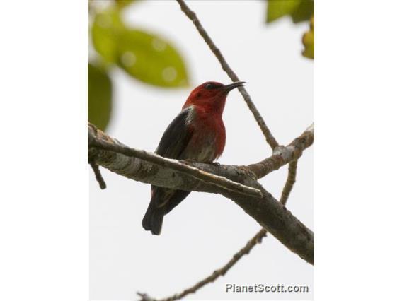 Sulawesi Myzomela