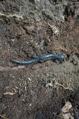 Plethodon mississippi