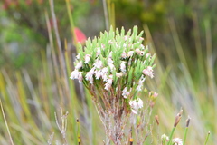 Erica dianthifolia