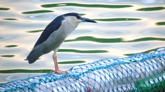 Nycticorax nycticorax