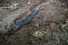 Plethodon mississippi