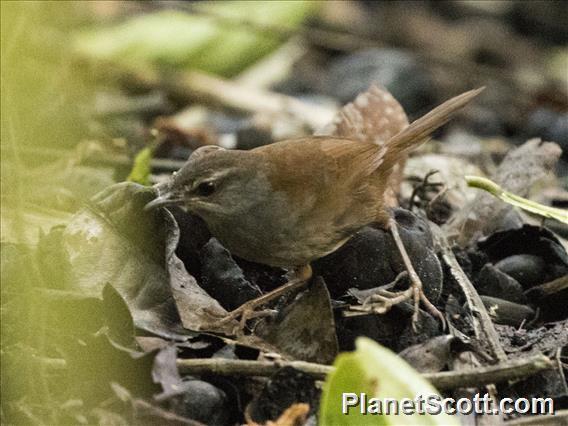 Sulawesi Bush Warbler illustration