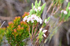 Erica dianthifolia