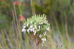 Erica dianthifolia