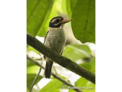 Actenoides princeps