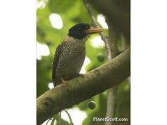 Actenoides princeps