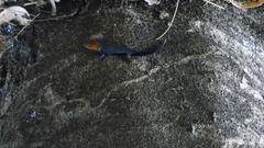 Gonatodes albogularis