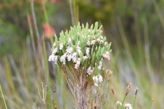 Erica dianthifolia