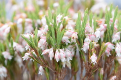 Erica dianthifolia