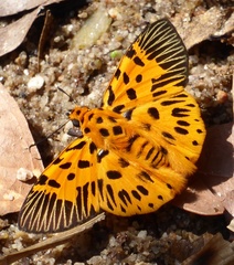 Odina decorata
