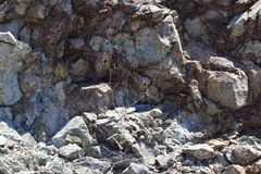 Streptanthus glandulosus niger