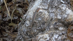 Sceloporus variabilis