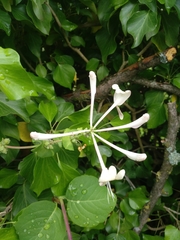 Lonicera caprifolium