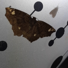 Anisoperas tessellata