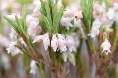 Erica dianthifolia
