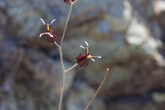Streptanthus glandulosus niger