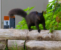 Sciurus carolinensis