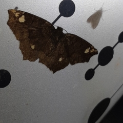 Anisoperas tessellata