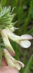 Vicia pannonica