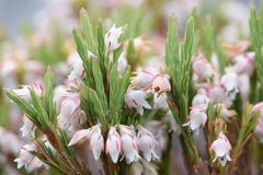 Erica dianthifolia