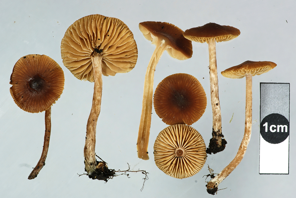 willow aldercap