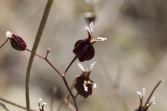 Streptanthus glandulosus niger