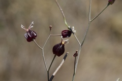 Streptanthus glandulosus niger